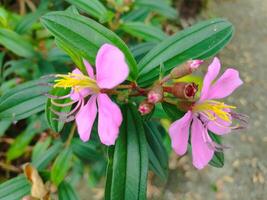 isto é uma flor a partir de uma árvore melastoma malabathricum. melastoma família melastomataceae científico nome melastoma malabathricum eu. foto