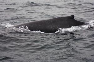 corcunda baleia natação dentro Monterey baía Califórnia foto