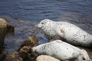 visto selos em repouso em pedras Monterey baía Califórnia foto