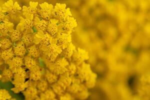 yarrow amarelo flores achillea filipendulina foto