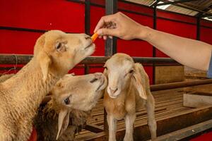 alimentando animal grupos ovelha ovis Áries em a nacional Fazenda a foto é adequado para usar para Fazenda poster e animal conteúdo meios de comunicação.