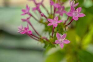 grupo pequeno Rosa flor do centáuro eritraea em a nacional jardim. foto é adequado para usar para natureza fundo, botânico poster e jardim conteúdo meios de comunicação.