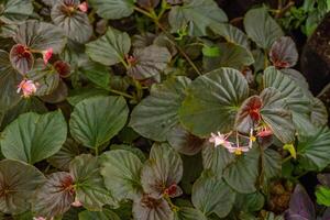 pequeno Rosa flor begônia sparreana em a verde jardim. foto é adequado para usar para natureza fundo, botânico poster e jardim conteúdo meios de comunicação.