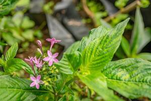 grupo pequeno Rosa flor do centáuro eritraea em a nacional jardim. foto é adequado para usar para natureza fundo, botânico poster e jardim conteúdo meios de comunicação.