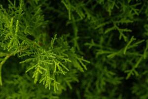 textura verde folha fundo do a cupressus Torulosa a foto é adequado para usar para botânico fundo, natureza poster e flora Educação conteúdo meios de comunicação.