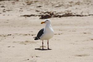 solteiro gaivota em pé em esvaziar areia de praia foto