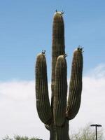 solitário saguaro cacto com azul céu e branco nuvens Arizona foto