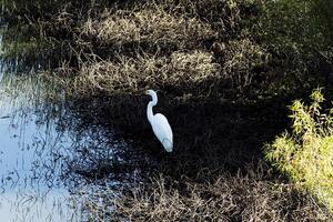 branco garça em pé às Beira do lagoa foto