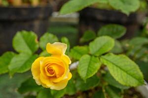 fresco amarelo rosa rosa foetida perciana em a jardim. a foto é adequado para usar para botânico conteúdo meios de comunicação e flores natureza foto fundo.