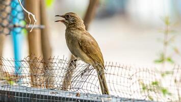 Bulbul orelhudo listrado ficar em cima do muro foto