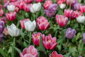 flor de tulipa rosa no jardim do início da primavera com espaço de cópia para o conceito de design foto