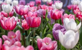 flor de tulipa rosa no jardim do início da primavera com espaço de cópia para o conceito de design foto