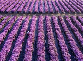 aéreo topo Visão do agricultor e florista estão trabalhando dentro a campo enquanto corte roxa crisântemo flor usando tesouras de podar para cortar flores o negócio para morto cabeçalho, cultivo e colheita estação foto