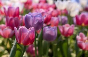 flor de tulipa rosa no jardim do início da primavera com espaço de cópia para o conceito de design foto