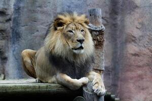 sacramento, ca, 2022 - masculino leão sentado em de madeira plataforma jardim zoológico foto