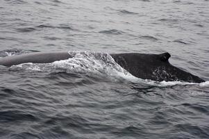 corcunda baleia quebra a superfície Monterey baía Califórnia foto