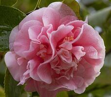 uma flor rosa foto