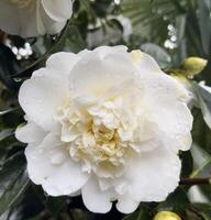 uma branco flor com água gotas em isto foto