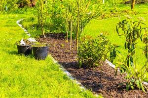 jardim com árvores plantas cabana composto camas gramado dentro Alemanha. foto