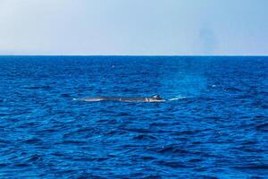 azul baleia às a superfície do a mar mirissa de praia sri lanka. foto