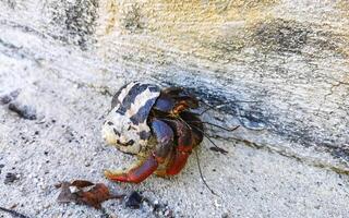 ampla eremita caranguejo rasteja em de praia areia isla contorcido México. foto