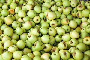 bin do verde maçãs depois de outono colheita foto
