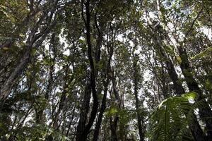 olhando acima para dentro árvores chuva forrest Havaí foto