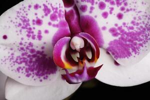 justa tiro do roxa e branco orquídea foto