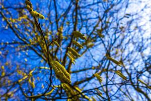 bétula árvore com frutas dentro inverno com azul céu dentro Alemanha. foto