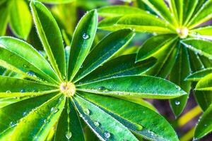 fresco verde tremoço plantar dentro jardim manhã orvalho gotas Alemanha. foto