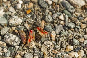 carneiros erro zygaena vermelho inseto asas rondane nacional parque Noruega. foto