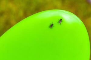 Preto mosca moscas inseto sentar em jardim Ferramentas objeto superfície. foto