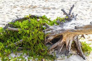 velho morto árvore tronco ramo em de praia tropical selva México. foto