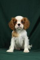 fofa descuidado rei Charles spaniel cachorro em Sombrio fundo foto