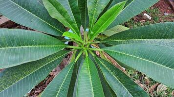 uma fechar acima do uma plantar com verde folhas foto