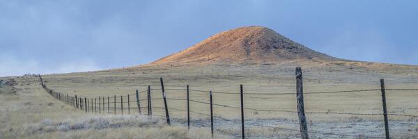 gado cerca dentro Colorado pradaria às pôr do sol - pedra sabão pradaria natural área perto forte Collins foto