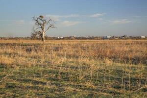 rural panorama do Oriental Colorado ao longo a sul prato rio com uma solitário árvore e Águia ninho foto