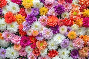 ai gerado flores parede fundo com surpreendente vermelho, laranja, rosa, roxo, verde e branco crisântemo flores ,casamento decoração, mão fez lindo flor parede fundo foto