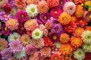 ai gerado flores parede fundo com surpreendente vermelho, laranja, rosa, roxo, verde e branco crisântemo flores ,casamento decoração, mão fez lindo flor parede fundo foto