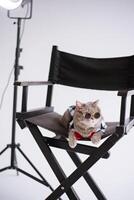uma escocês em linha reta orelhudo gato dentro oculos de sol e uma vermelho gravata senta em uma Preto Produção cadeira dentro uma branco vídeo Produção estúdio, vertical foto