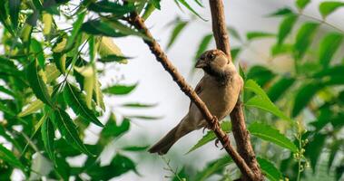 pássaro fotografia, pássaro foto, a maioria lindo pássaro fotografia, natureza fotografia foto