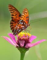 monarca, lindo borboleta fotografia, lindo borboleta em flor, macro fotografia, lindo natureza foto