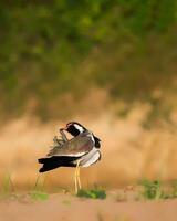 pássaro fotografia, pássaro foto, a maioria lindo pássaro fotografia, natureza fotografia foto