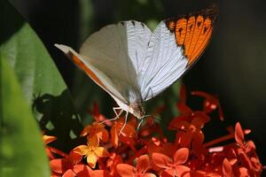 monarca, lindo borboleta fotografia, lindo borboleta em flor, macro fotografia, lindo natureza foto