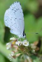 monarca, lindo borboleta fotografia, lindo borboleta em flor, macro fotografia, lindo natureza foto