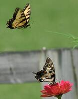 monarca, lindo borboleta fotografia, lindo borboleta em flor, macro fotografia, lindo natureza foto