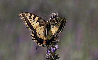 monarca, lindo borboleta fotografia, lindo borboleta em flor, macro fotografia, lindo natureza foto