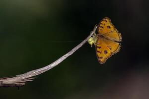 monarca, lindo borboleta fotografia, lindo borboleta em flor, macro fotografia, lindo natureza foto