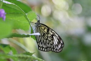 monarca, lindo borboleta fotografia, lindo borboleta em flor, macro fotografia, lindo natureza foto