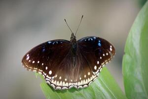 monarca, lindo borboleta fotografia, lindo borboleta em flor, macro fotografia, lindo natureza foto